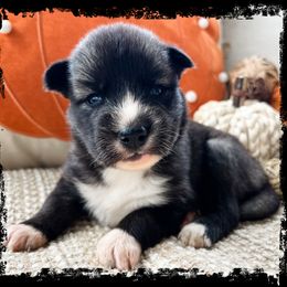 Cackle - Agouti and white female Siberian Husky puppy in Union Grove, Alabama from Southern Siberian Life