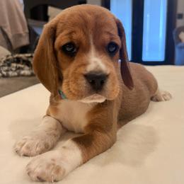 Louie - Red black and white male Beagle puppy in Brownsboro, Texas from Willow Bark Beagles