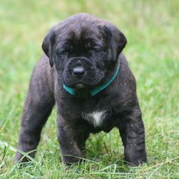 Boerboel Puppies from Northland Boerboels