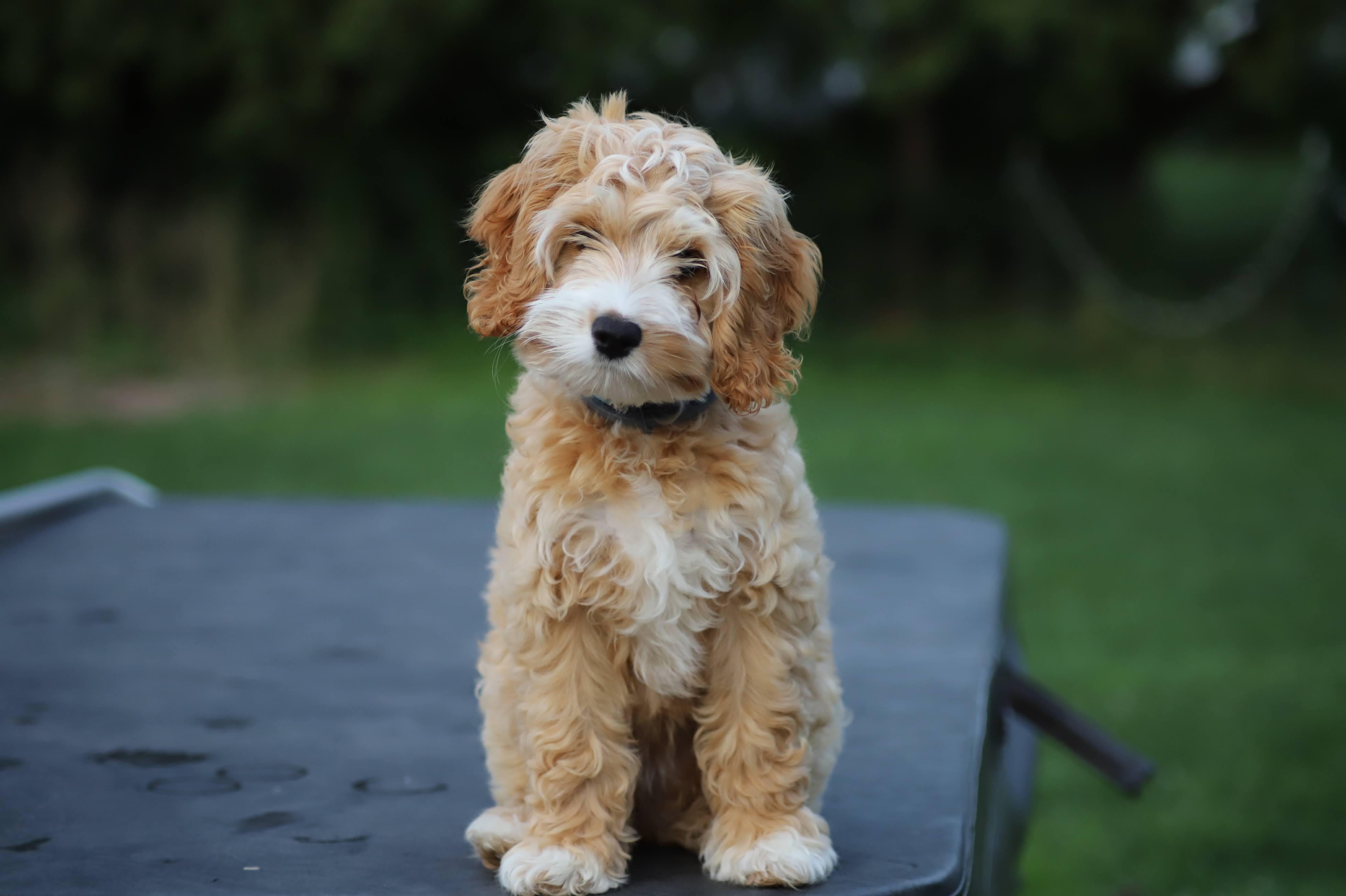 Silver City Cockapoos in New York | Cockapoo puppies | Good Dog