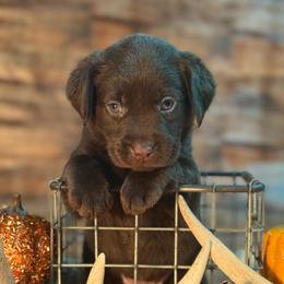 Bo Peep - Chocolate female Labrador Retriever puppy in Isle, Minnesota from Dog Ear Outfitters