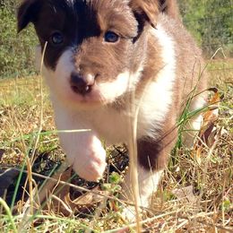 Border Collies from AMC Border Collies
