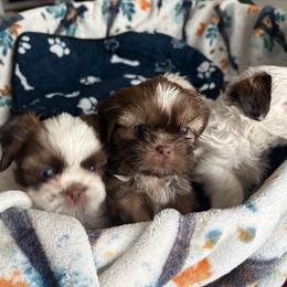 Shih Tzu puppies from Karla Daza