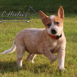 Riot - Red speckled male Australian Cattle Dog puppy in Waxahachie, Texas from MC Heelers