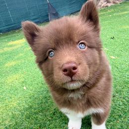 John (Grey Collar) - Red and white male Siberian Husky puppy in Warwick, Rhode Island from Young Orchard Siberians