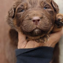 Boy 1 - Red Australian Shepherd puppy in Touchet, Washington from Frog Hollow Aussies