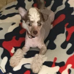 Chinese Crested and Xoloitzcuintli Puppies from Xcel's Xoloitzcuintli and Chinese Cresteds