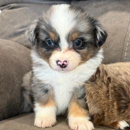 Sophee - Blue merle female Miniature Australian Shepherd puppy in Ambrose, Georgia from Brandilyn's Aussies