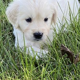 Golden Retriever Puppies from Cream of the Crop Goldens Michigan