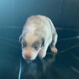 Sparkle - Red merle female Australian Shepherd puppy in Brownfield, Maine from Misty Feather Aussies
