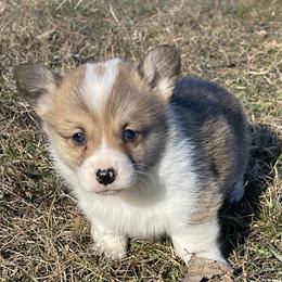 Maysie - Red and white female American Corgi puppy in Mount Carmel, Tennessee from Hidden View Farm
