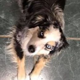 Princess - Miniature Australian Shepherd