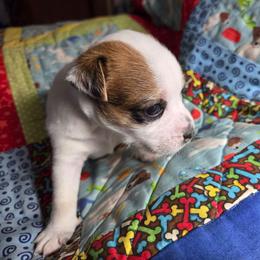 Female 1 - Tan and white female Jack Russell Terrier puppy in Ellendale, Delaware from Reynard Farm