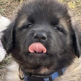 Leonbergers from Forgold Kennels