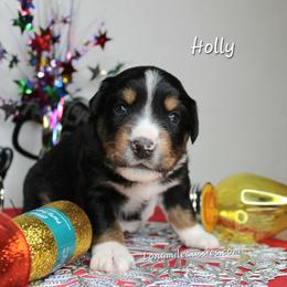 Holly. BTF4 - Black tri female Miniature Australian Shepherd puppy in Elgin, Oregon from LongMile Aussies