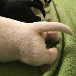 Labrador Retriever Puppies from Kingridge Kennels