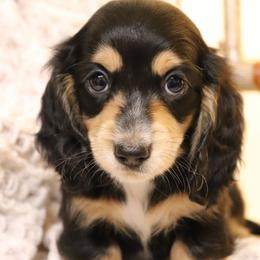 Rio - Black and tan male Dachshund puppy in Nolensville, Tennessee from Boothe’s Dachshunds