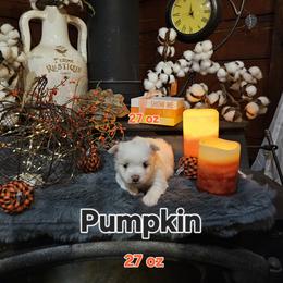 Pumpkin - White and tan female Maltese puppy in Terrell, Texas from PBJ Farms