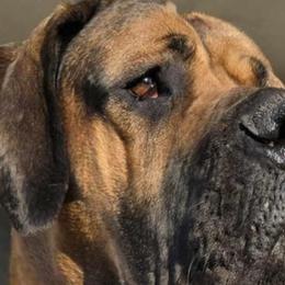 Great Danes from Port Bay Danes