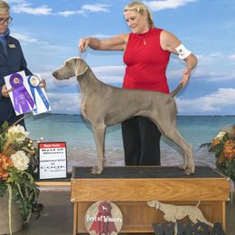 Sequoyah - Weimaraner