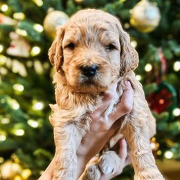 Rusty - Red  male Goldendoodle puppy in Merced, California from Old Lake Doodles