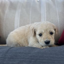 Santa - Cream male Goldendoodle puppy in Greenville, North Carolina from ENC Goldendoodles