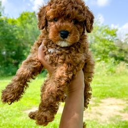 Goldendoodle and Poodle Puppies from Anytime Doodles