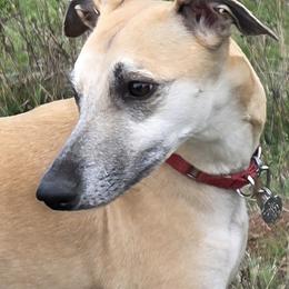 Gina - Whippet