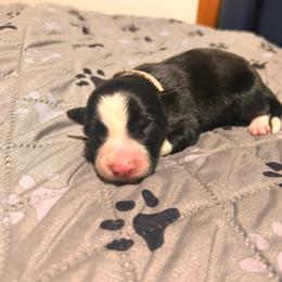 Cherry - Black and white female Border Collie puppy in Franklin, Maine from Broad Meadow Borders