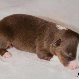 Miniature Australian Shepherd Puppies from Bellewynd Acres