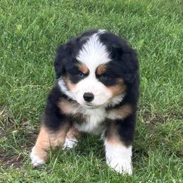 Boy 2 Banner - Black tri male Miniature Australian Shepherd puppy in Bristow, Iowa from Pine Ridge Toy and Mini Aussies