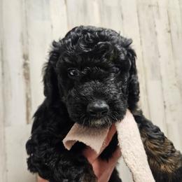 RyanAir - Phantom female Bernedoodle puppy in Flat Rock, North Carolina from Sukisdoodles