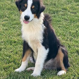 Django - Black tri male Miniature American Shepherd puppy in Palacios, Texas from Coastal’s Miniature American Shepherds
