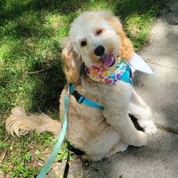 Cockapoo and Poodle All Grown Up from Big Bang Poodles & Doodles