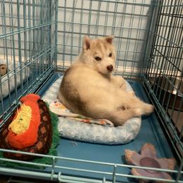 Siberian Husky Puppies from Velox Siberians