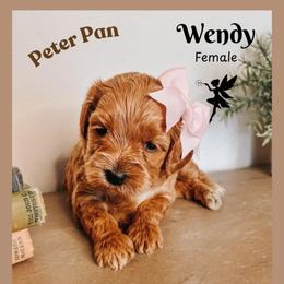 Wendy - Red  female Goldendoodle puppy in Hilton, New York from The House of Goldendoodle