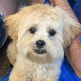 Teddy - Shihpoo