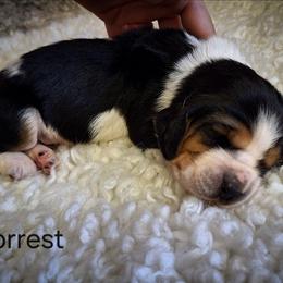 Forrest - Black brown and white male Basset Hound puppy in Mack's Creek, Missouri from Mack's Creek Basset Hounds