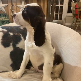 Dijon - Liver white and tan male English Springer Spaniel puppy in Comer, Georgia from Stratton Spaniels
