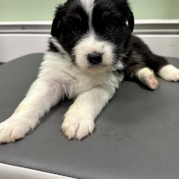 Shane - Black tri-color male Australian Shepherd puppy in Putnam County, New York from Highland Haven Australian Shepherds