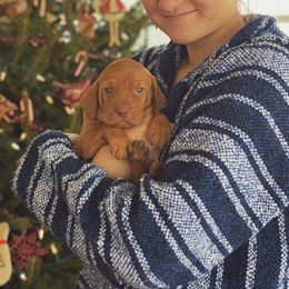 Vizsla Puppies from Mill Pond Farm Vizslas