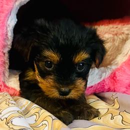 Blue - Black and tan male Yorkshire Terrier puppy in Fairfield, Connecticut from Yorkie Divas