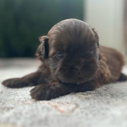 Mac - Chocolate male Shih Tzu puppy in Statesboro, Georgia from Magnolia Small Breeds