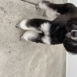 Poodle All Grown Up from High Desert Standard Poodles