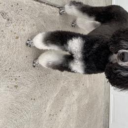 Poodle All Grown Up from High Desert Standard Poodles