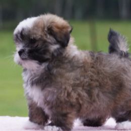 Havanese from Sardi Havanese