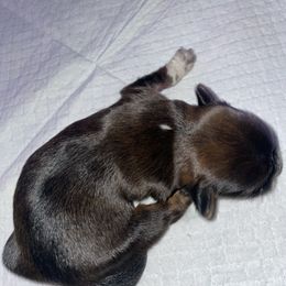 Roxy - Black and white female Shih Tzu puppy in Pleasant Shade, Tennessee from Kuntry Tyme Shih Tzus