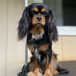 Nohea - Cavalier King Charles Spaniel