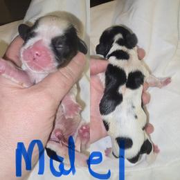 Male 1 - Black white and tan male Cocker Spaniel puppy in Greensboro, North Carolina from Cochran Spaniels