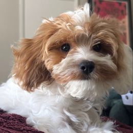 Ruby - Cavapoo